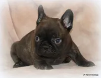 Lyon, a male French Bulldog for sale in Dallas, TX – Photo 8 of 10