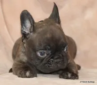 Lyon, a male French Bulldog for sale in Dallas, TX – Photo 4 of 10