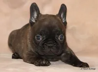 Lyon, a male French Bulldog for sale in Dallas, TX – Photo 6 of 10