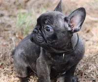 Lyon, a male French Bulldog for sale in Dallas, TX – Photo 7 of 10