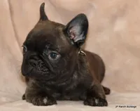 Lyon, a male French Bulldog for sale in Dallas, TX – Photo 5 of 10