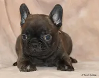 Lyon, a male French Bulldog for sale in Dallas, TX – Photo 3 of 10