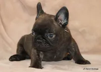 Lyon, a male French Bulldog for sale in Dallas, TX – Photo 1 of 10
