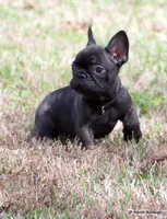 Lyon, a male French Bulldog for sale in Dallas, TX – Photo 1 of 10
