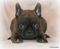 Lyon, a male French Bulldog for sale in Dallas, TX – Photo 2 of 10