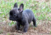 Lyon, a male French Bulldog for sale in Dallas, TX – Photo 9 of 10