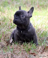 Lyon, a male French Bulldog for sale in Dallas, TX – Photo 4 of 10