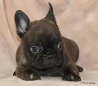 Lyon, a male French Bulldog for sale in Dallas, TX – Photo 9 of 10