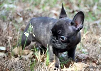 Lyon, a male French Bulldog for sale in Dallas, TX – Photo 6 of 10