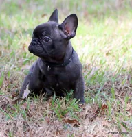 Lyon, a male French Bulldog for sale in Dallas, TX – Photo 3 of 10