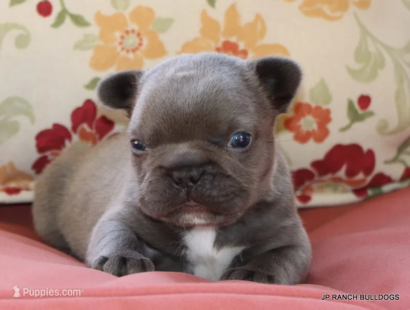 Nelly – French Bulldog puppy for sale in Dallas, TX