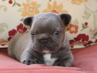 Nelly, a female French Bulldog for sale in Dallas, TX – 1 of 10