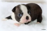 Doc, a male Boston Terrier for sale in Dallas, TX – 2 of 9