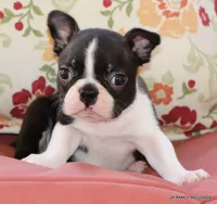Venus, a female Boston Terrier for sale in Dallas, TX – 7 of 10