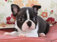Venus, a female Boston Terrier for sale in Dallas, TX – 2 of 10