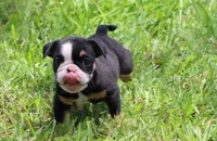 Lilly, a female English Bulldog for sale in Dallas, TX – 6 of 10