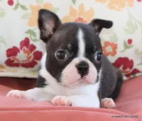 Venus, a female Boston Terrier for sale in Dallas, TX – 8 of 10