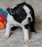 Minnie, a female Boston Terrier for sale in Dallas, TX – 10 of 10
