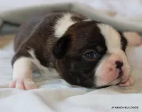 Lydia, a female Boston Terrier for sale in Dallas, TX – 7 of 9