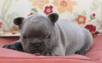 Nelly, a female French Bulldog for sale in Dallas, TX – 6 of 10