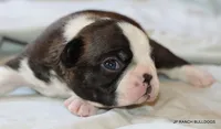 Lydia, a female Boston Terrier for sale in Dallas, TX – 1 of 9