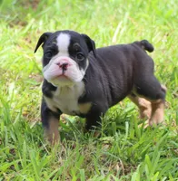 Luna, a female English Bulldog for sale in Dallas, TX – 8 of 10