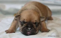 Chipper, a male French Bulldog for sale in Dallas, TX – 9 of 10