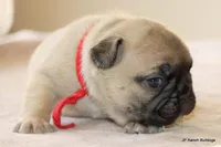 Chewie, a male French Bulldog for sale in Dallas, TX – Photo 3 of 10