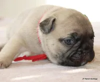 Chewie, a male French Bulldog for sale in Dallas, TX – Photo 6 of 10