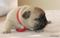 Chewie, a male French Bulldog for sale in Dallas, TX – Photo 9 of 10