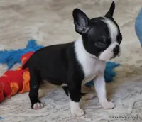 Kiki, a female Boston Terrier for sale in Dallas, TX – 7 of 10