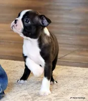 Zola, a female Boston Terrier for sale in Dallas, TX – Photo 8 of 10