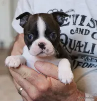 Zola, a female Boston Terrier for sale in Dallas, TX – Photo 1 of 10