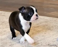 Zola, a female Boston Terrier for sale in Dallas, TX – Photo 9 of 10