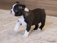 Zola, a female Boston Terrier for sale in Dallas, TX – Photo 3 of 10