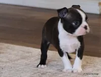 Zola, a female Boston Terrier for sale in Dallas, TX – Photo 2 of 10