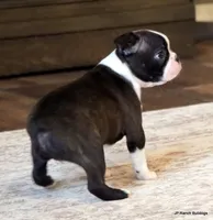 Zola, a female Boston Terrier for sale in Dallas, TX – Photo 6 of 10