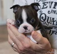 Zola, a female Boston Terrier for sale in Dallas, TX – Photo 10 of 10