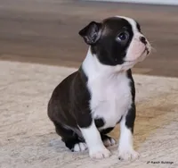 Zola, a female Boston Terrier for sale in Dallas, TX – Photo 4 of 10