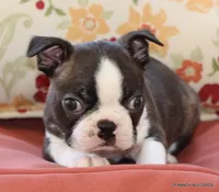 Lydia, a female Boston Terrier for sale in Dallas, TX – 1 of 9