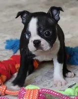 Cleo, a female Boston Terrier for sale in Dallas, TX – 9 of 10