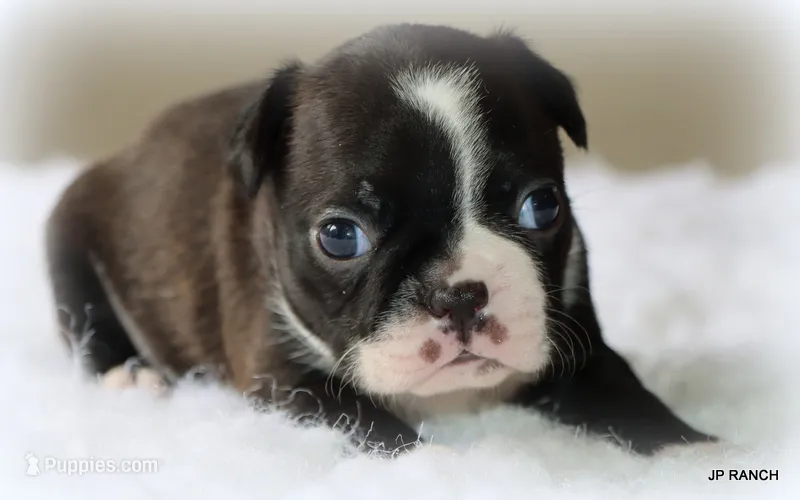 Mo – Boston Terrier puppy for sale in Dallas, TX