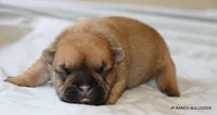 Sassy, a female French Bulldog for sale in Dallas, TX – 10 of 10
