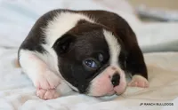 Venus, a female Boston Terrier for sale in Dallas, TX – 10 of 10