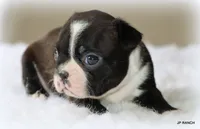 Mo, a male Boston Terrier for sale in Dallas, TX – 4 of 9