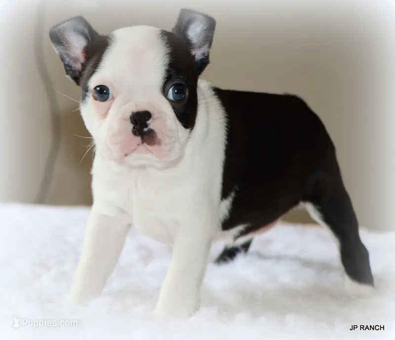 Lia – Boston Terrier puppy for sale in Dallas, TX