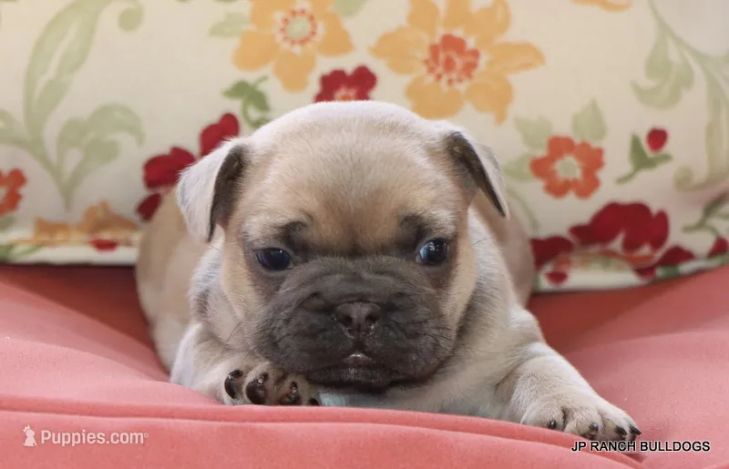 Bonnie – French Bulldog puppy for sale in Dallas, TX