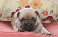 Bonnie, a female French Bulldog for sale in Dallas, TX – 1 of 10