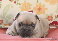 Bonnie, a female French Bulldog for sale in Dallas, TX – 7 of 10