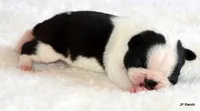 Anna, a female Boston Terrier for sale in Dallas, TX – 7 of 10